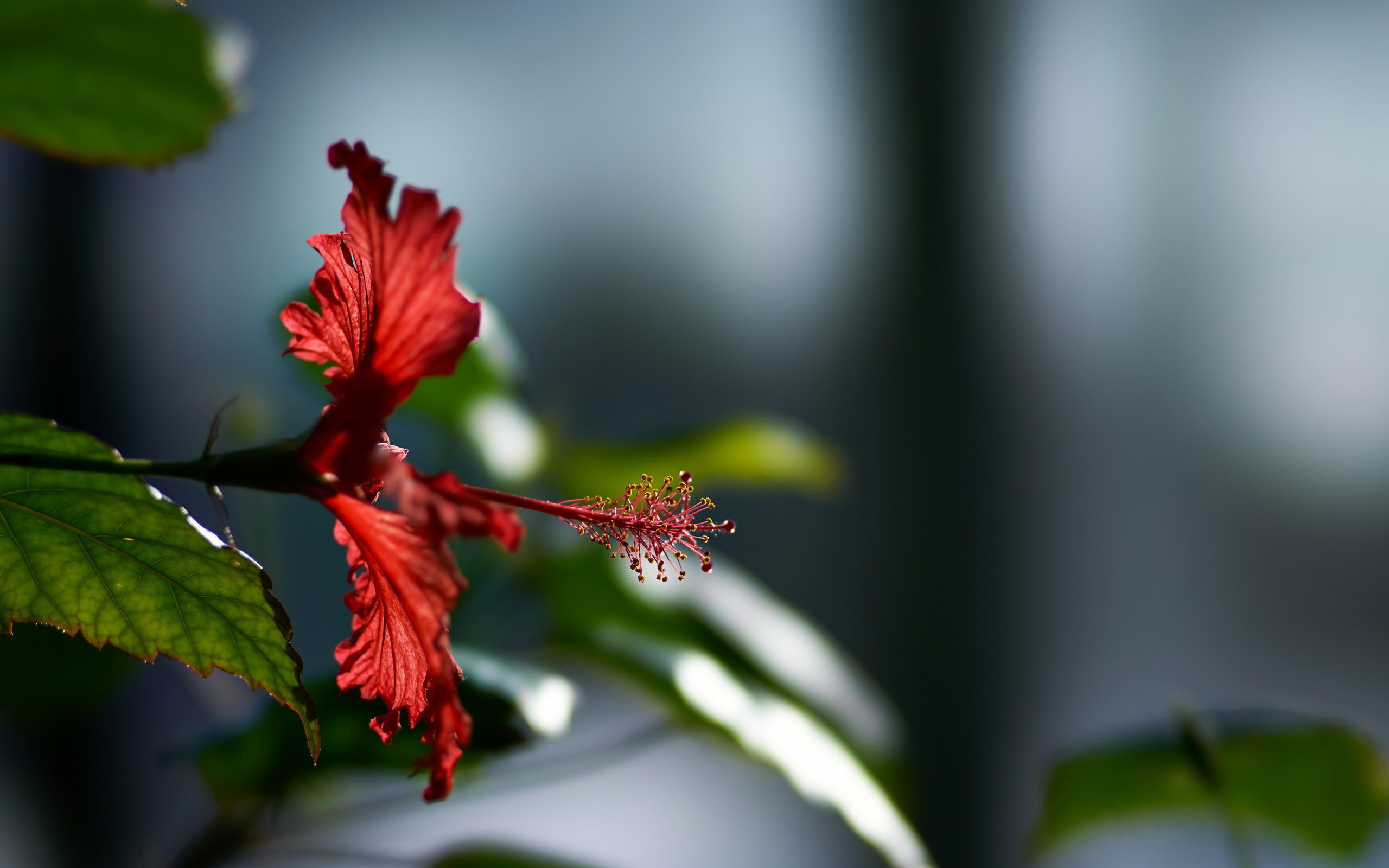 Hibiscus Wallpapers