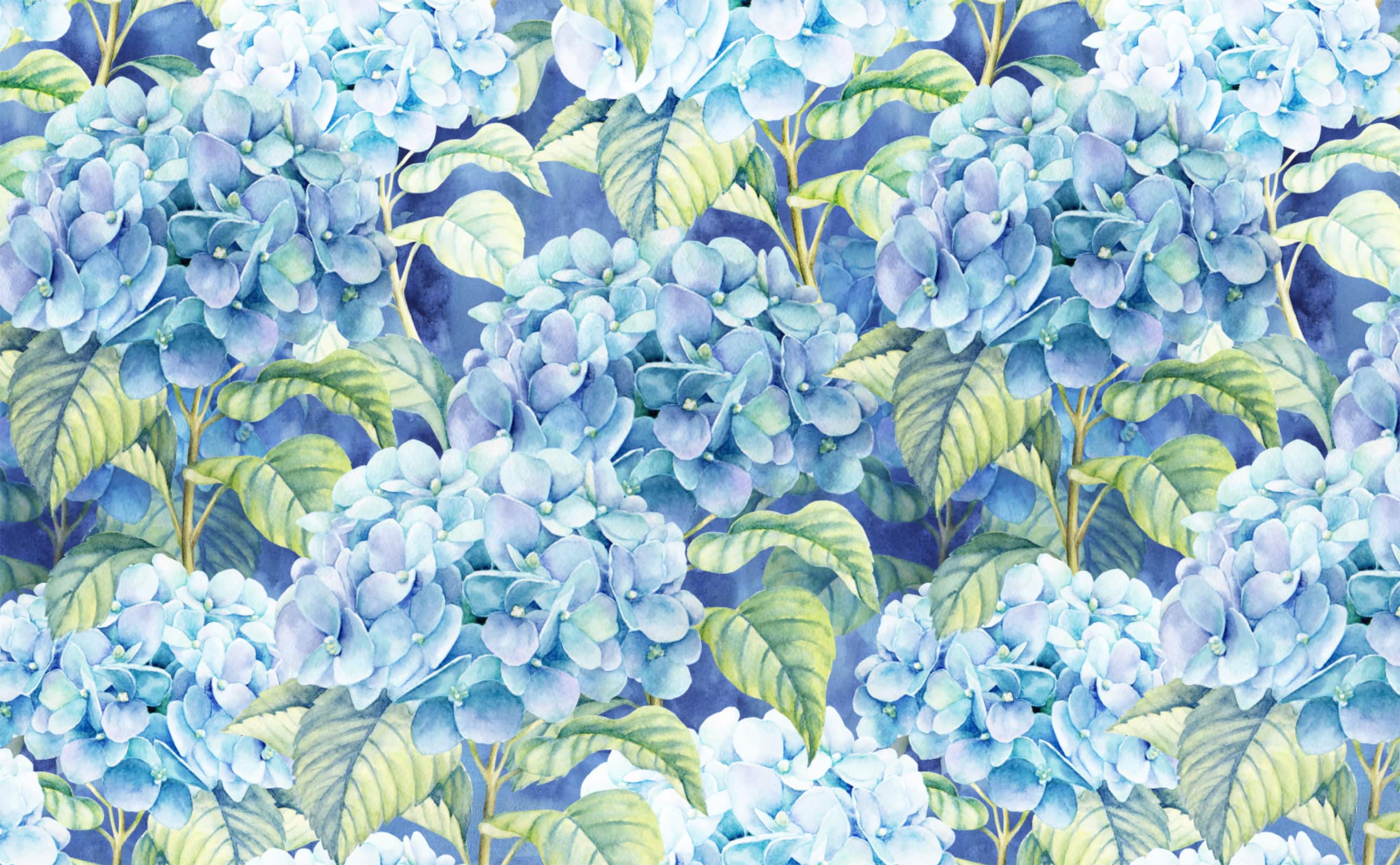 Hydrangea Wallpapers