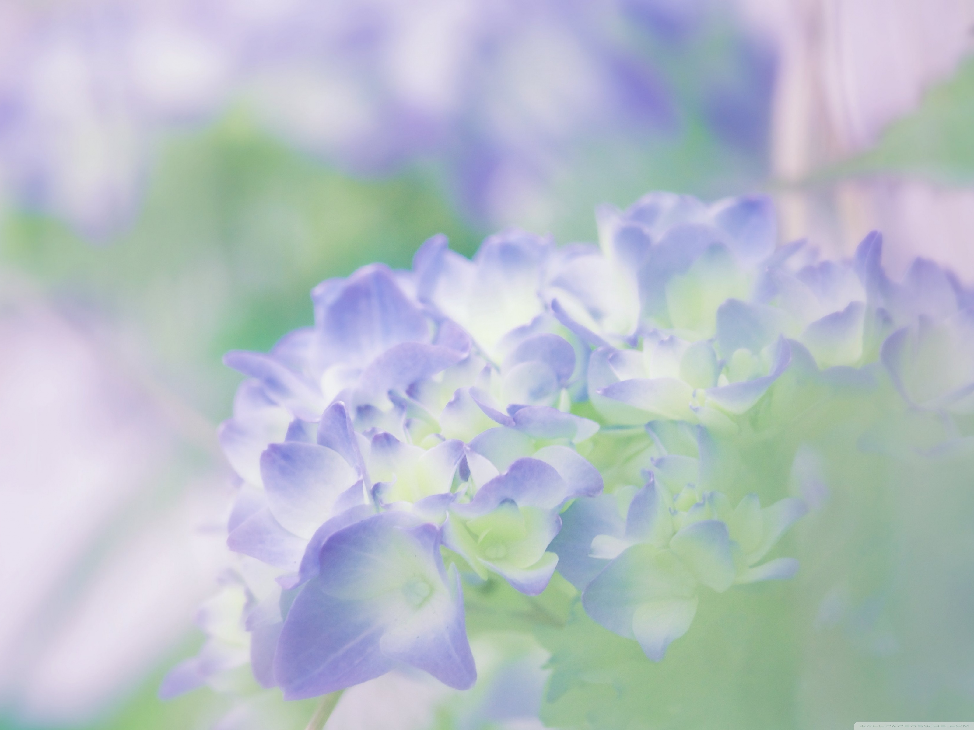 Hydrangea Wallpapers