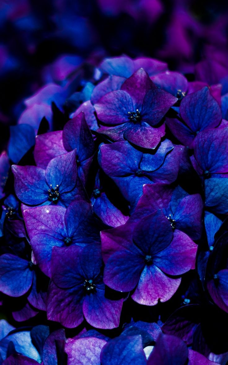 Hydrangea Violet Flowers Wallpapers