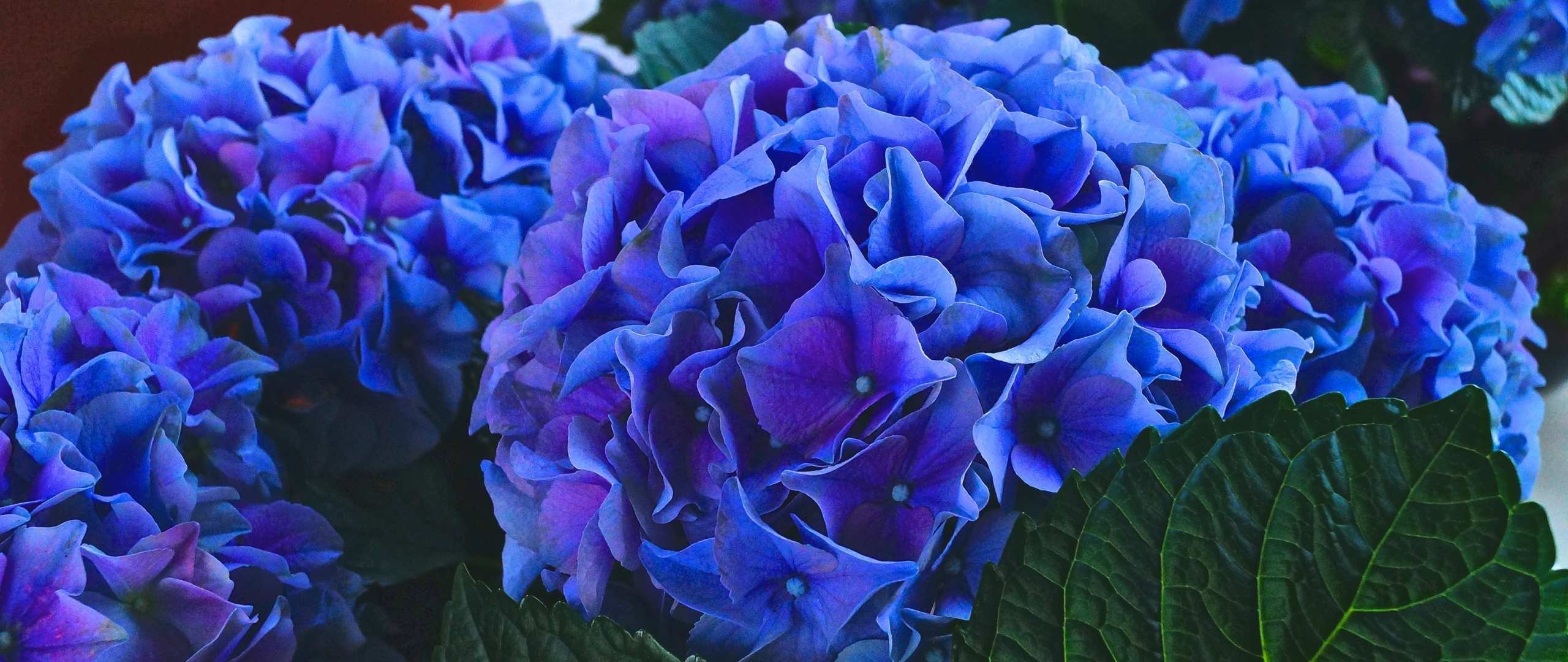 Hydrangea Violet Flowers Wallpapers