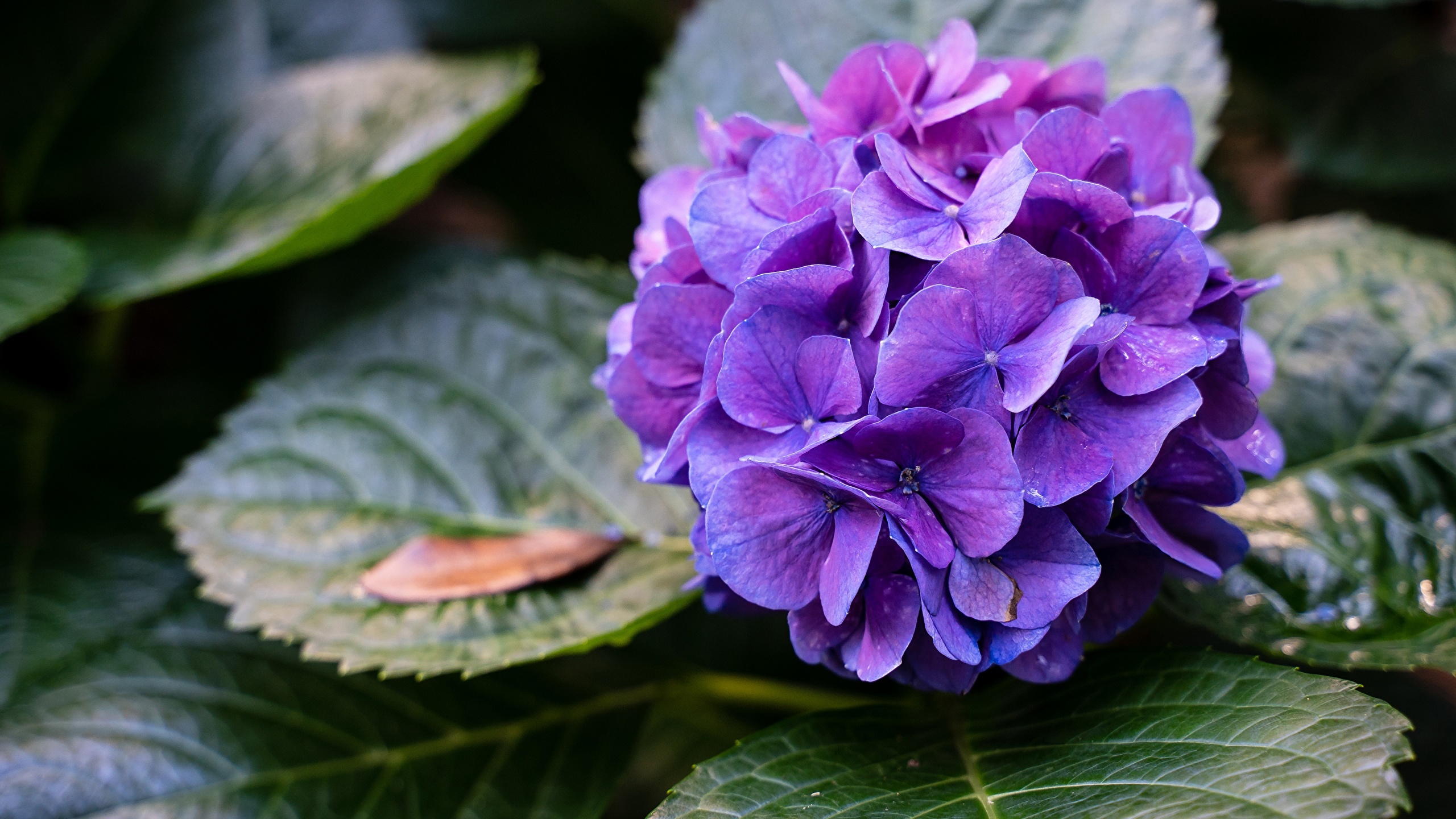 Hydrangea Violet Flowers Wallpapers