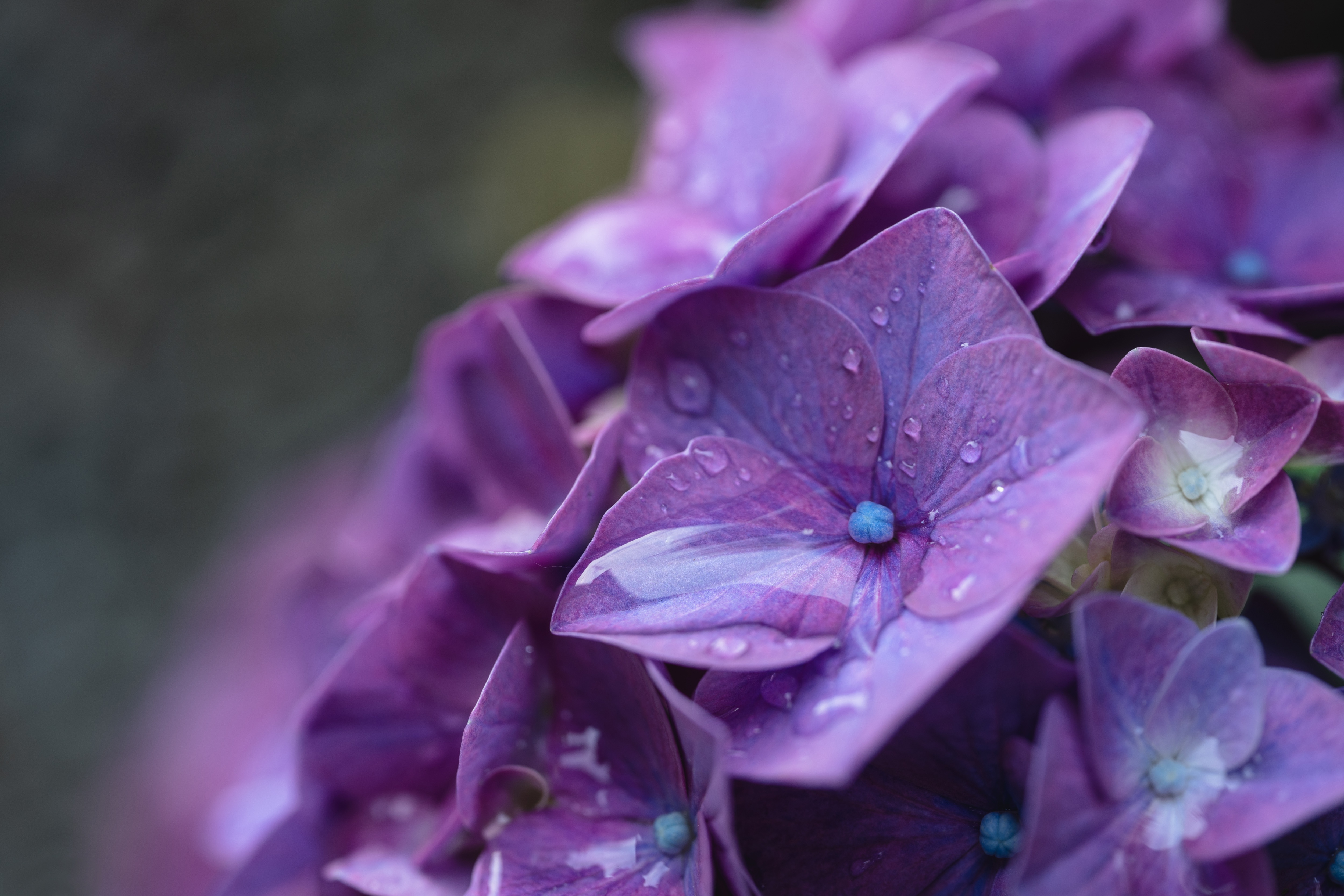 Hydrangea Violet Flowers Wallpapers