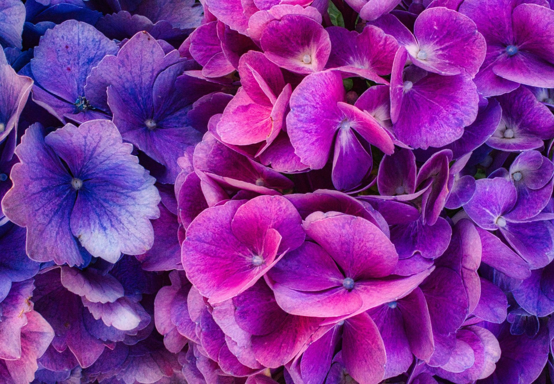 Hydrangea Violet Flowers Wallpapers