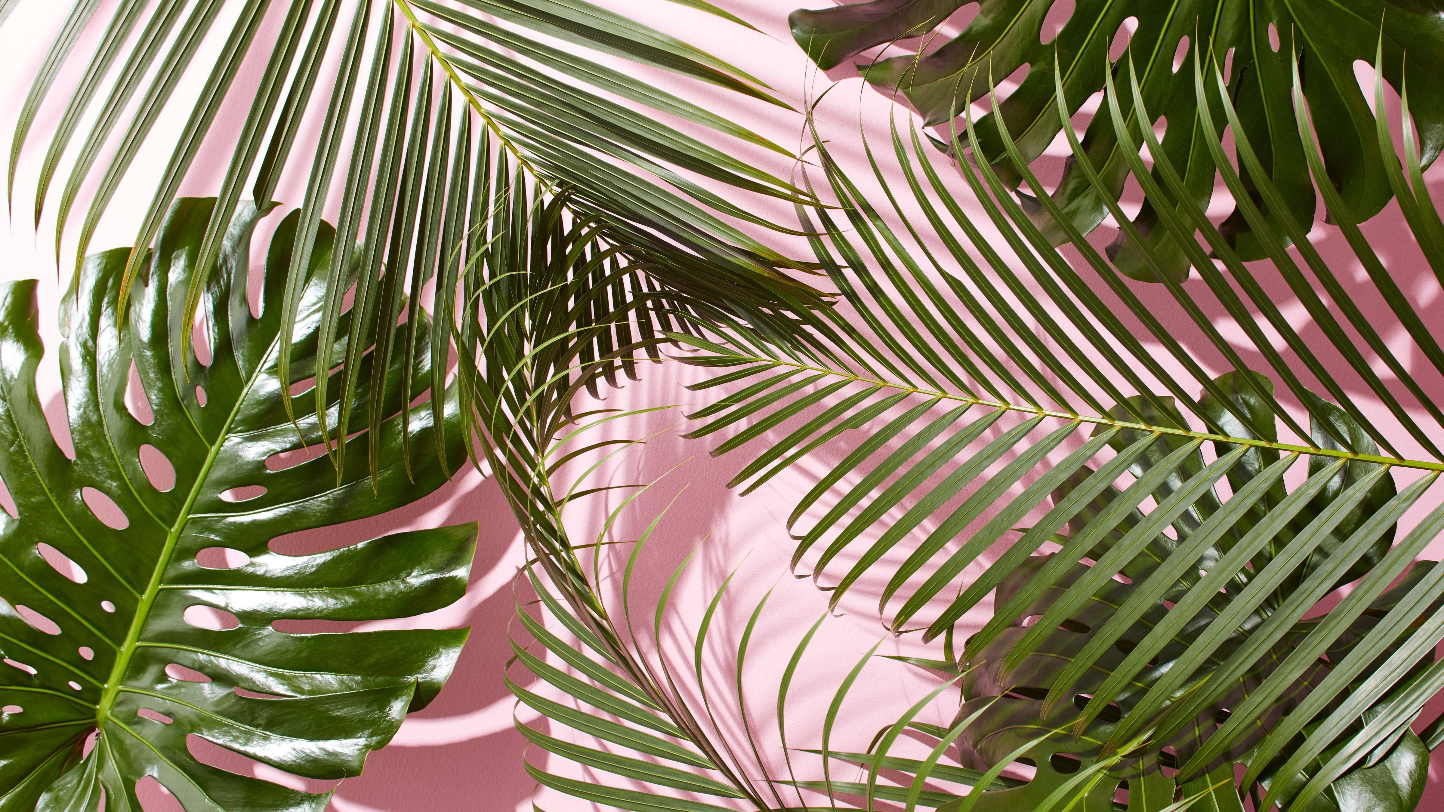 Tropical Pattern Background Tumblr