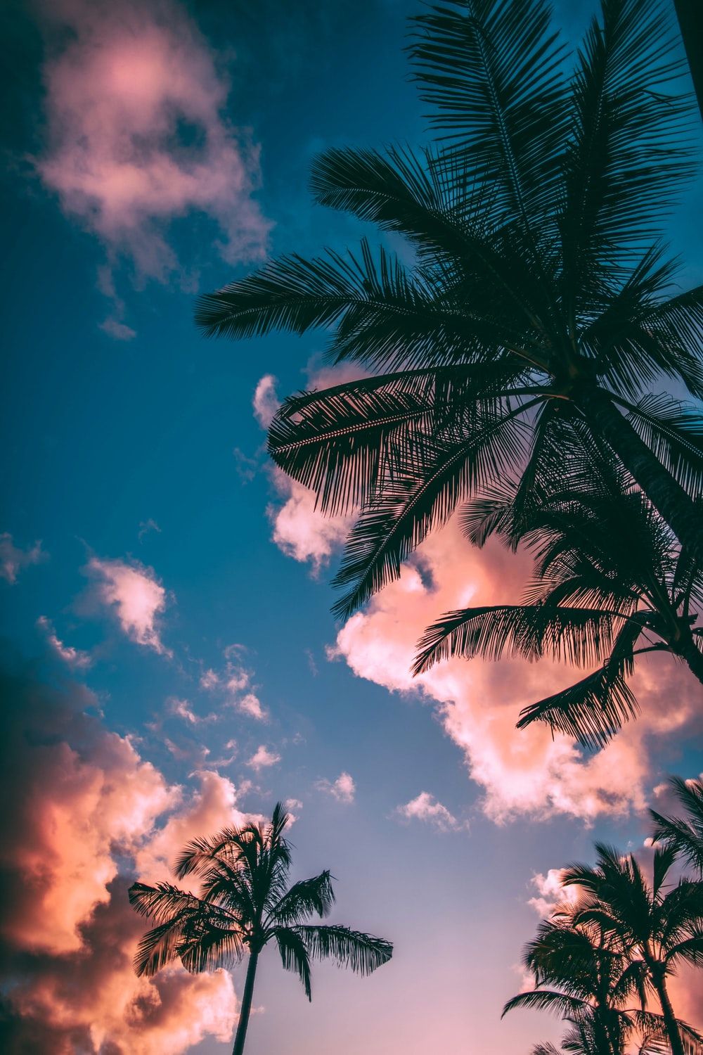 Tropical Summer Backgrounds