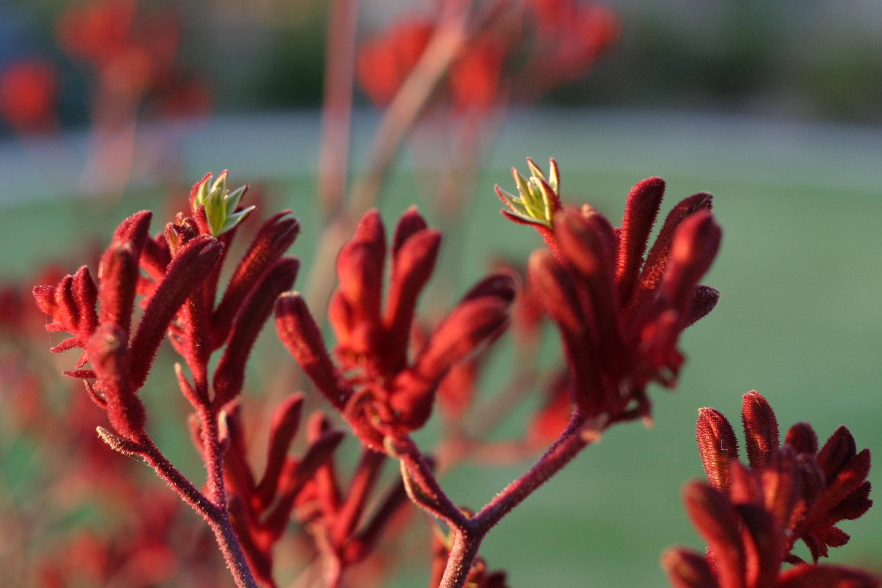 Kangaroo Paw Wallpapers