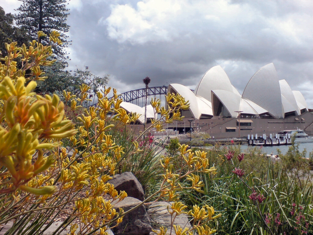 Kangaroo Paw Wallpapers