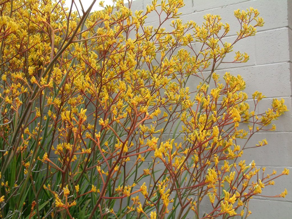 Kangaroo Paw Wallpapers