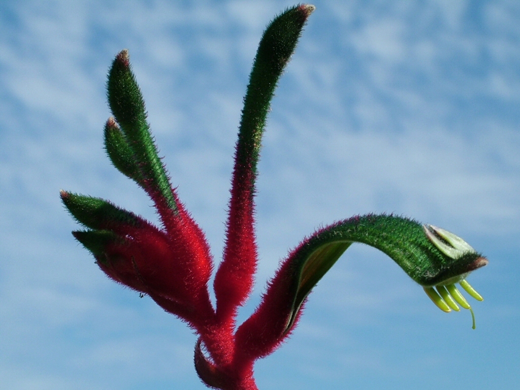 Kangaroo Paw Wallpapers