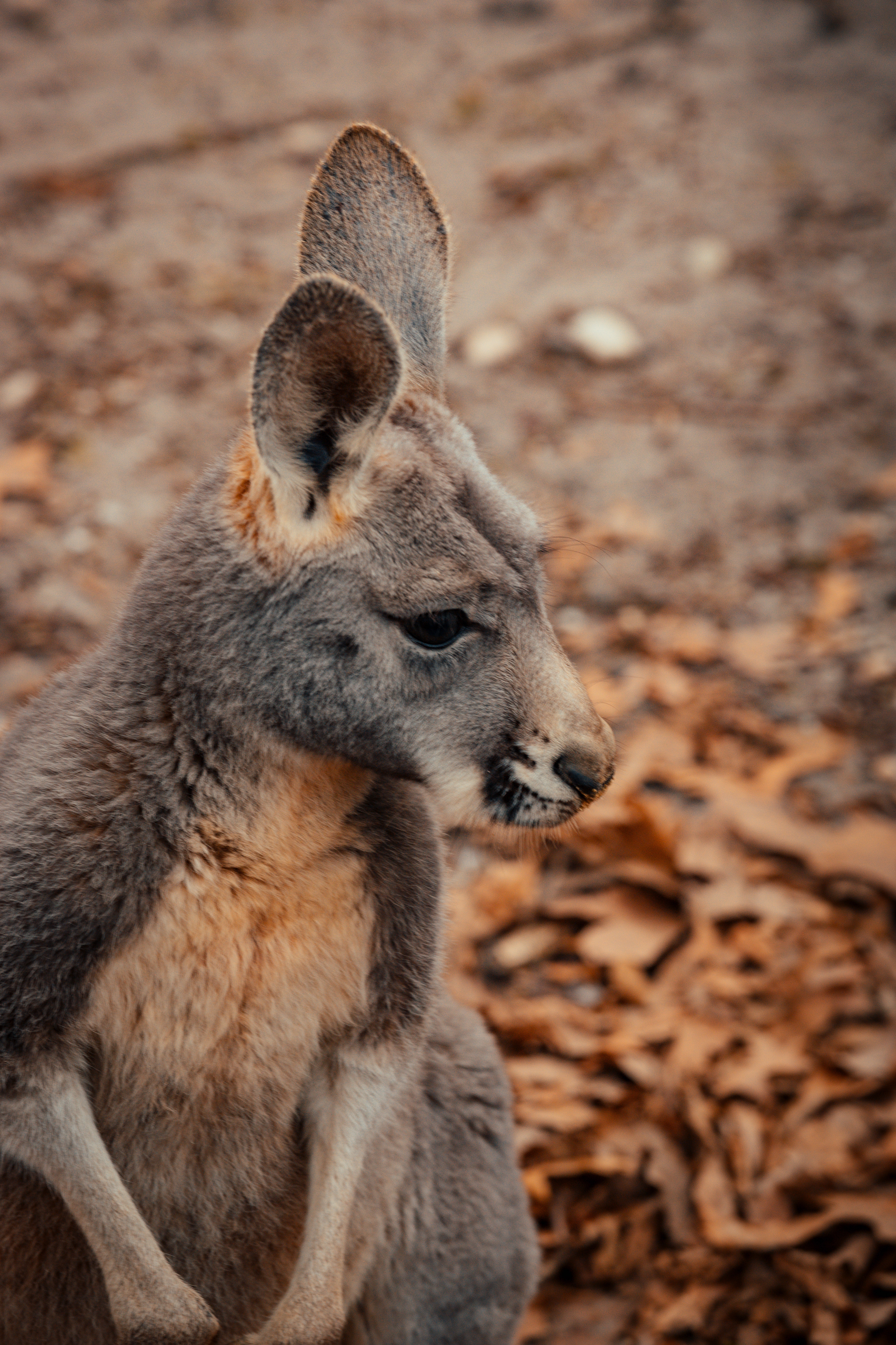 Kangaroo Paw Wallpapers