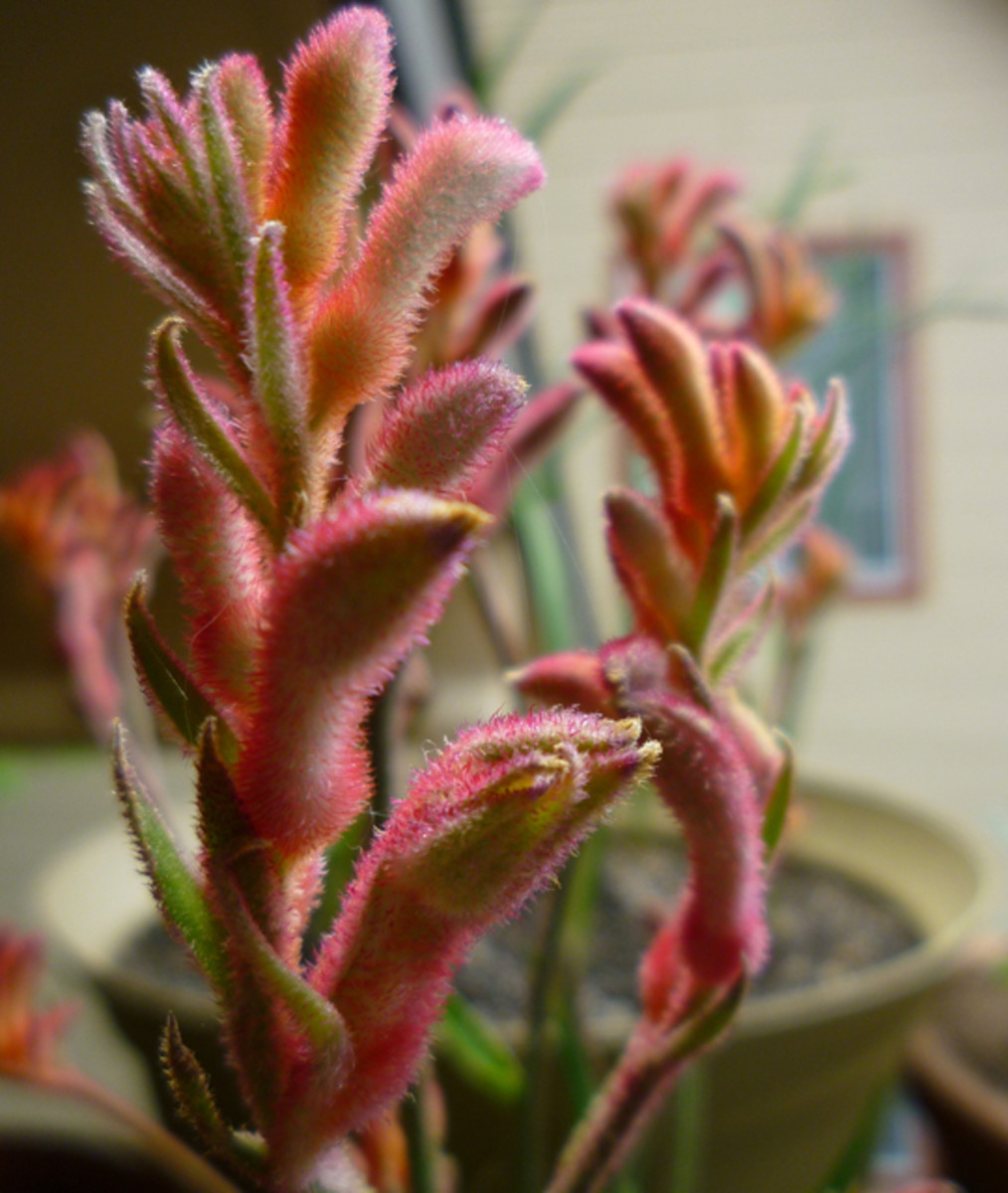 Kangaroo Paw Wallpapers