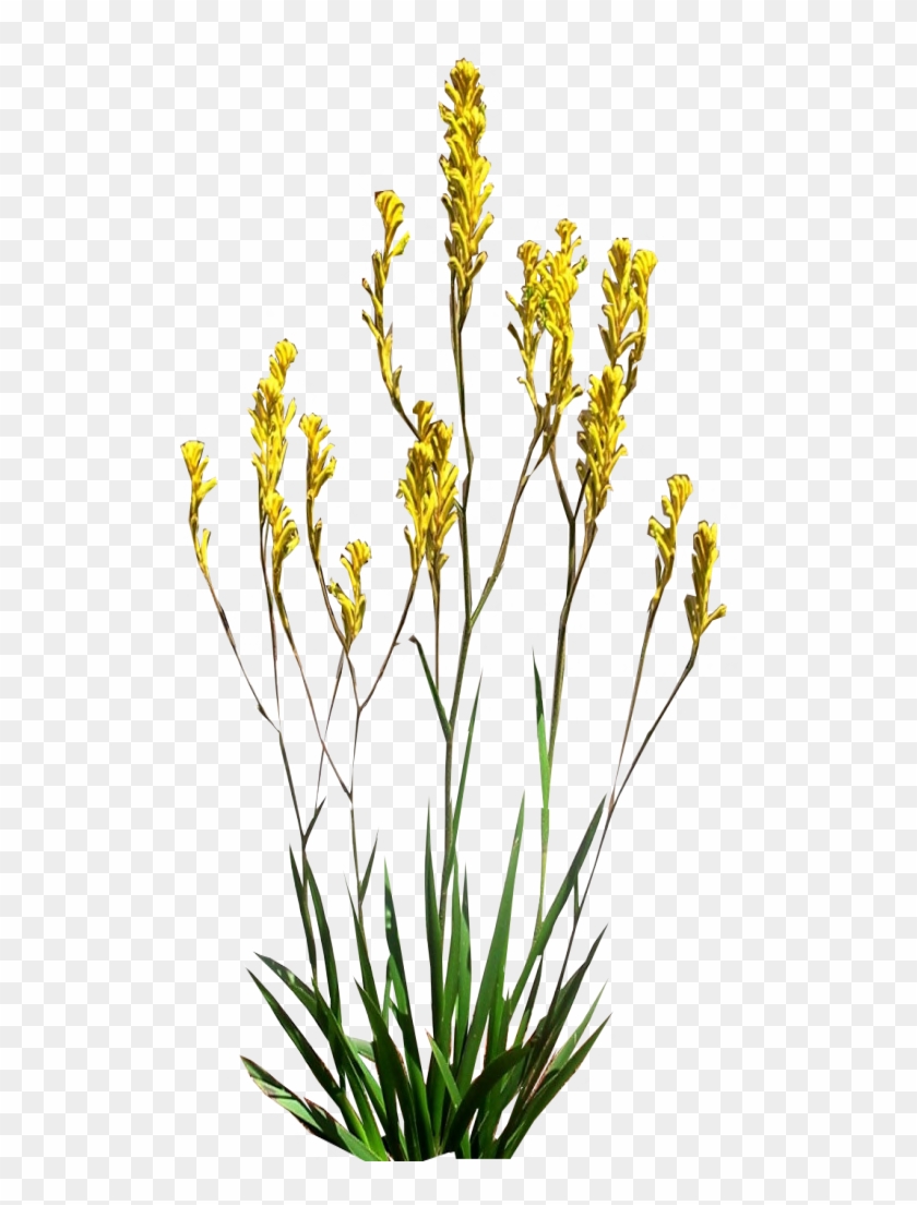 Kangaroo Paw Wallpapers