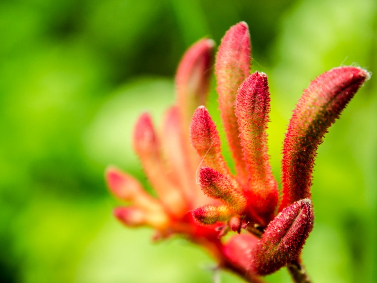 Kangaroo Paw Wallpapers