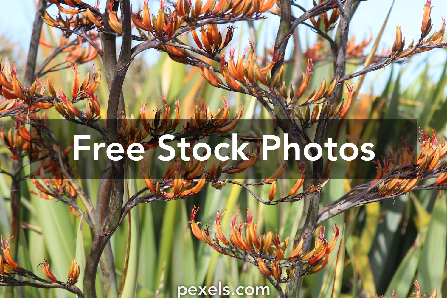 Kangaroo Paw Wallpapers