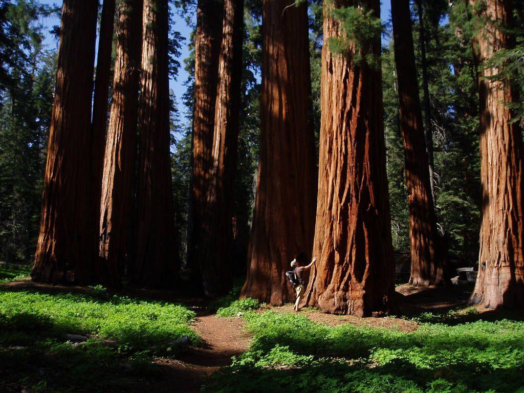 Kings Canyon National Park Wallpapers