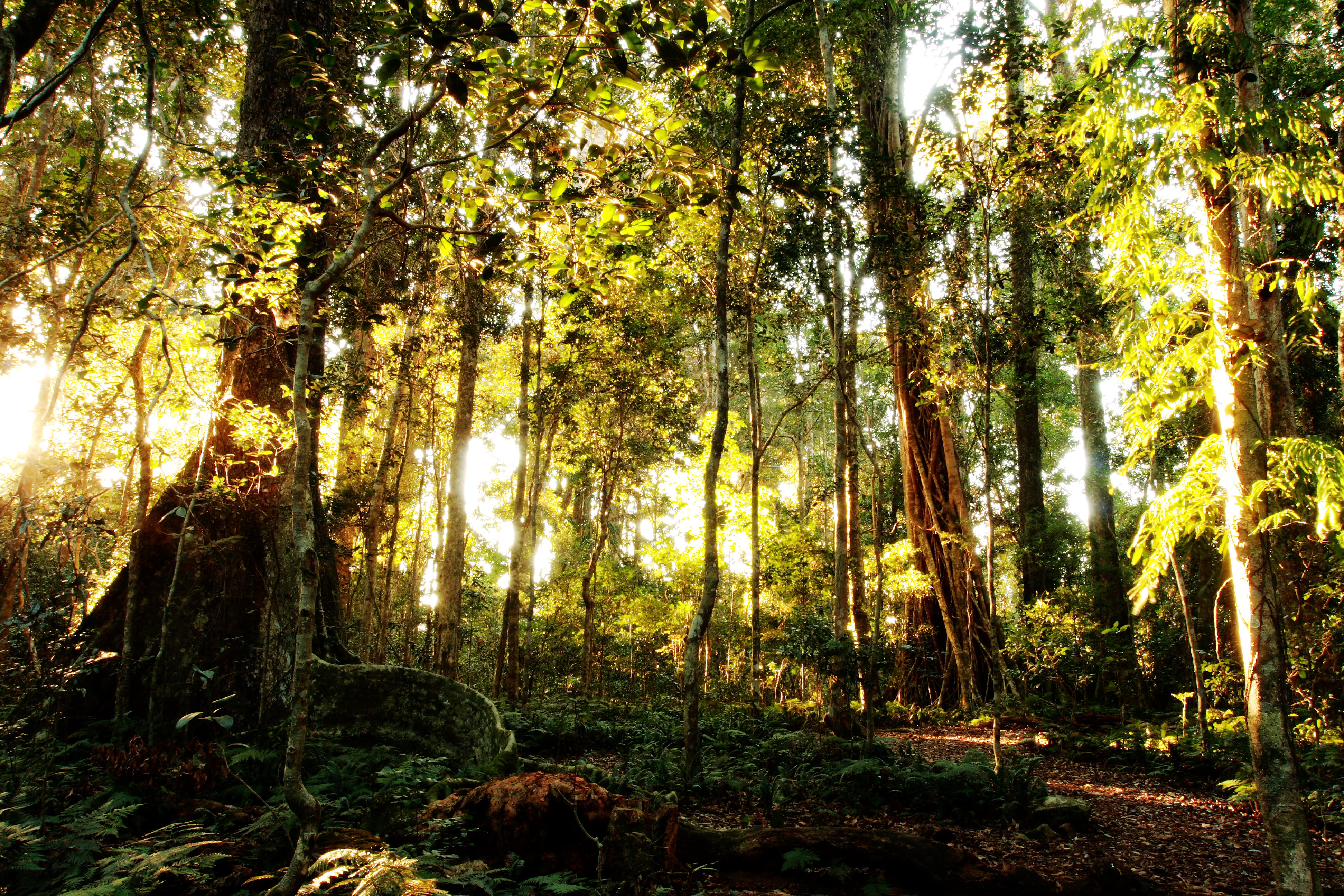 Lamington National Park Wallpapers