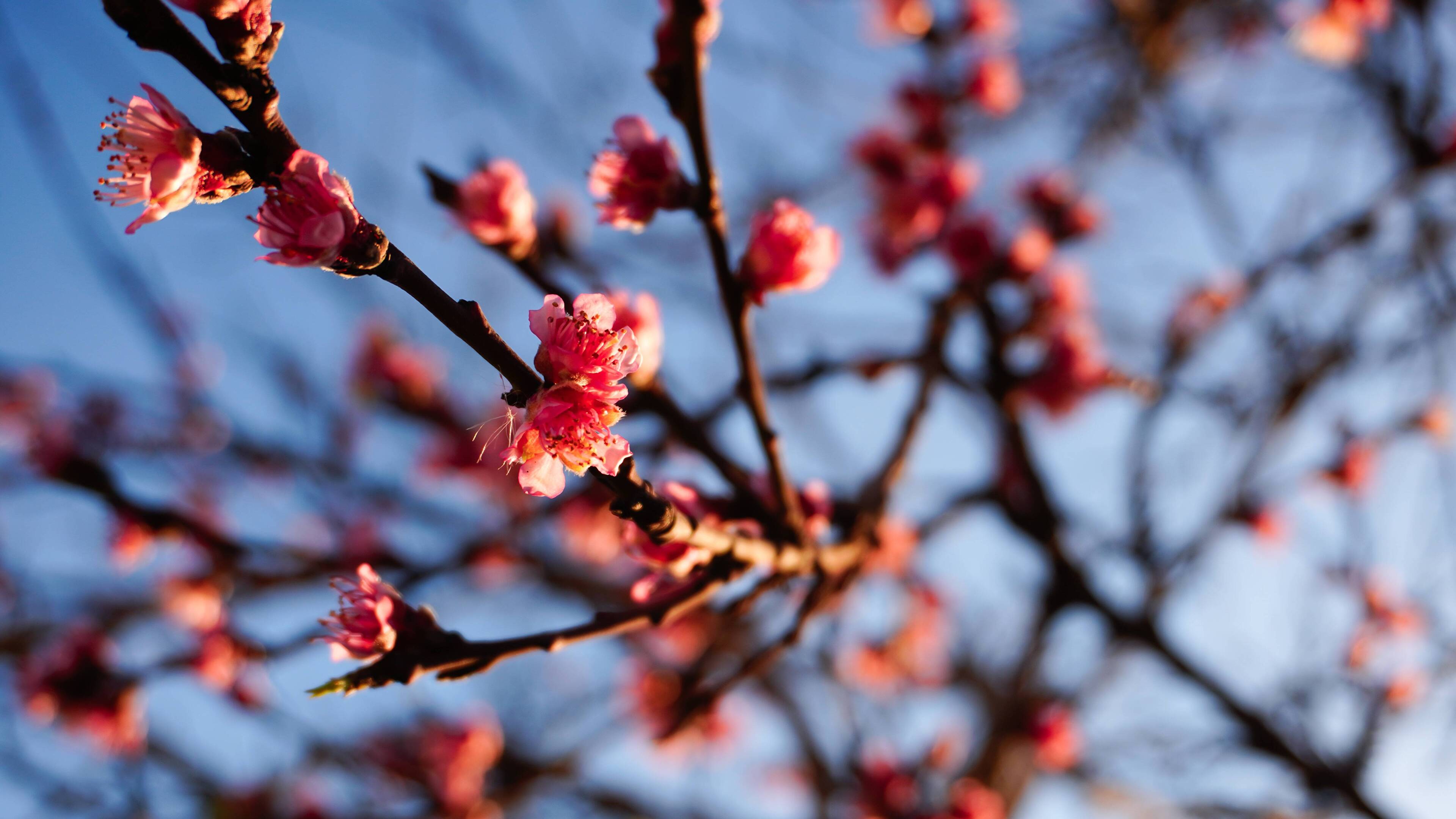 Lava With Cherry Tree Wallpapers