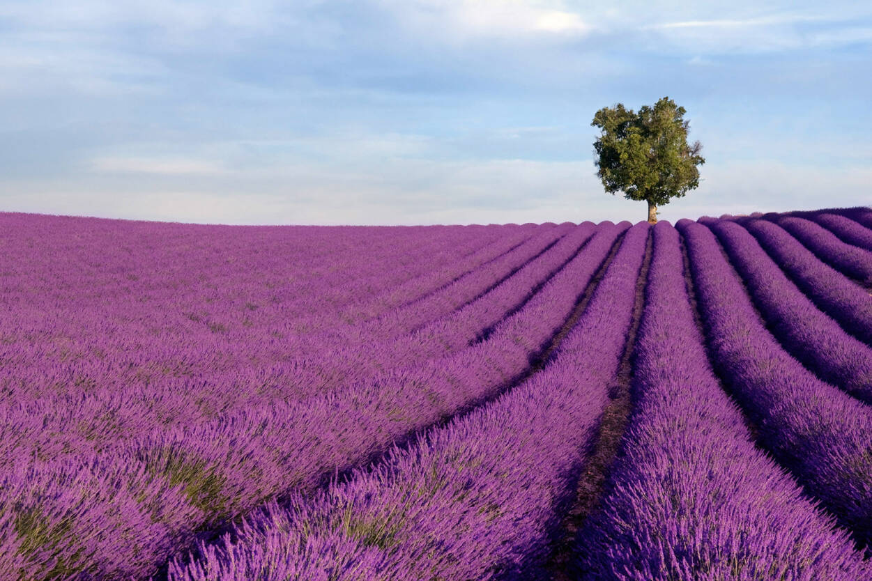 Lavender Wallpapers