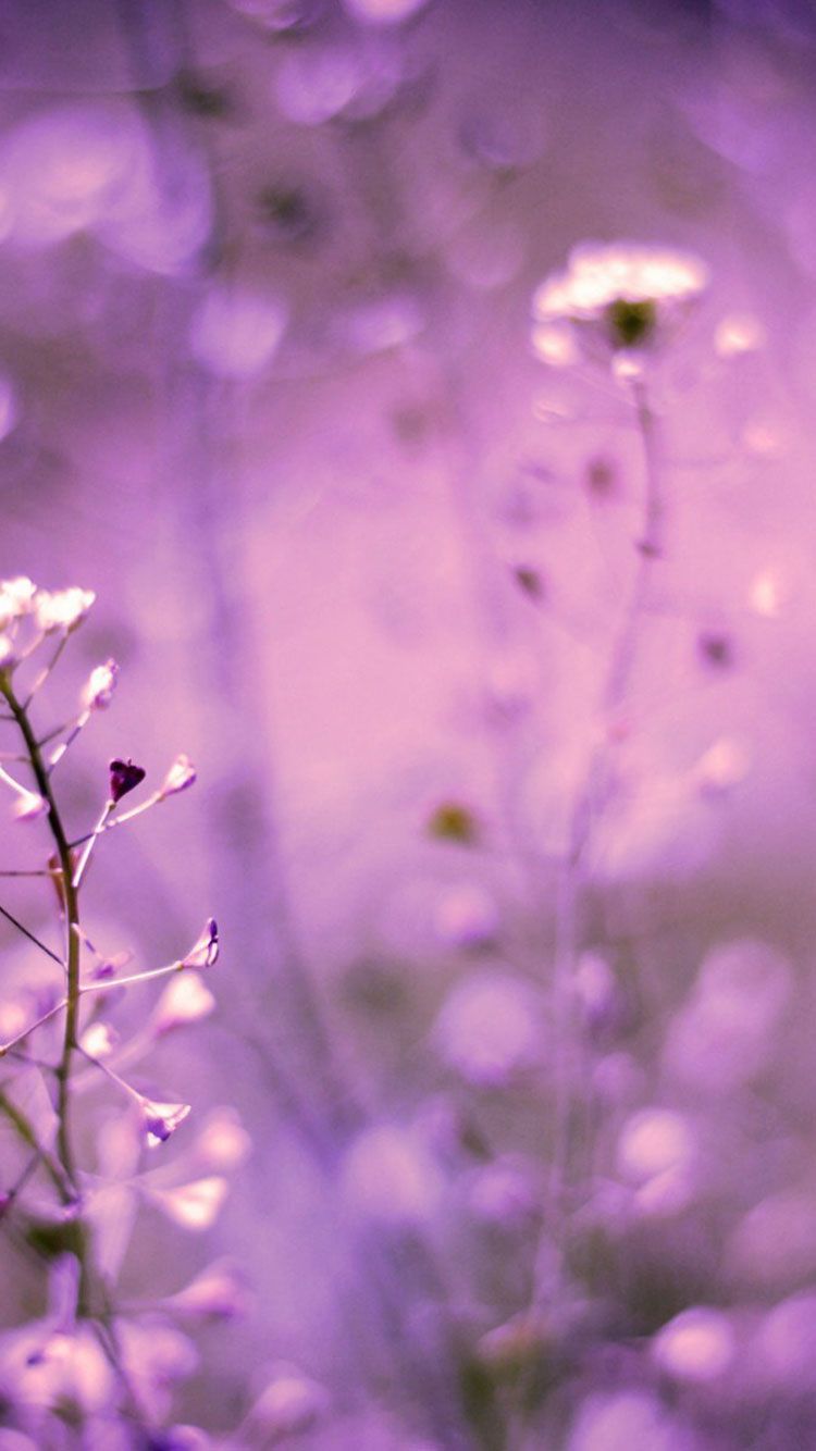 Lavender Wallpapers