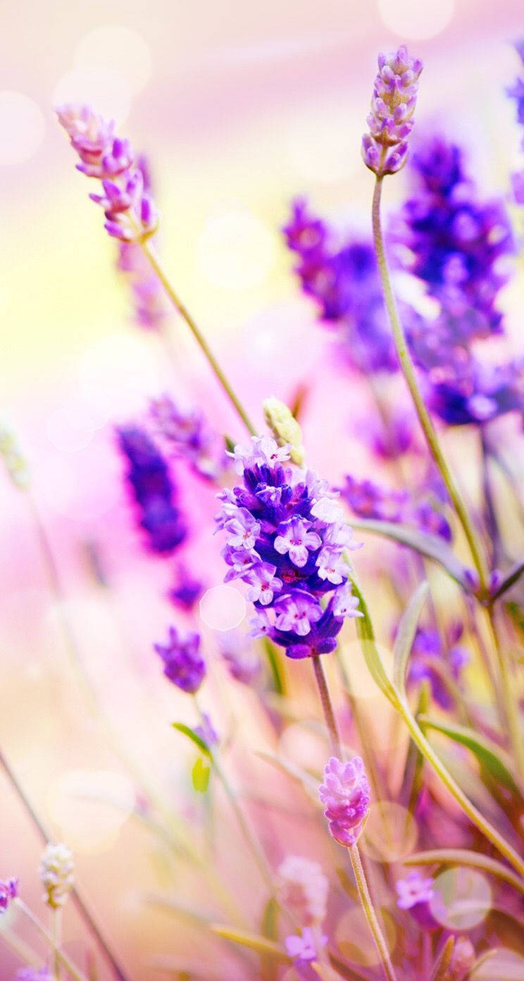 Lavender Wallpapers