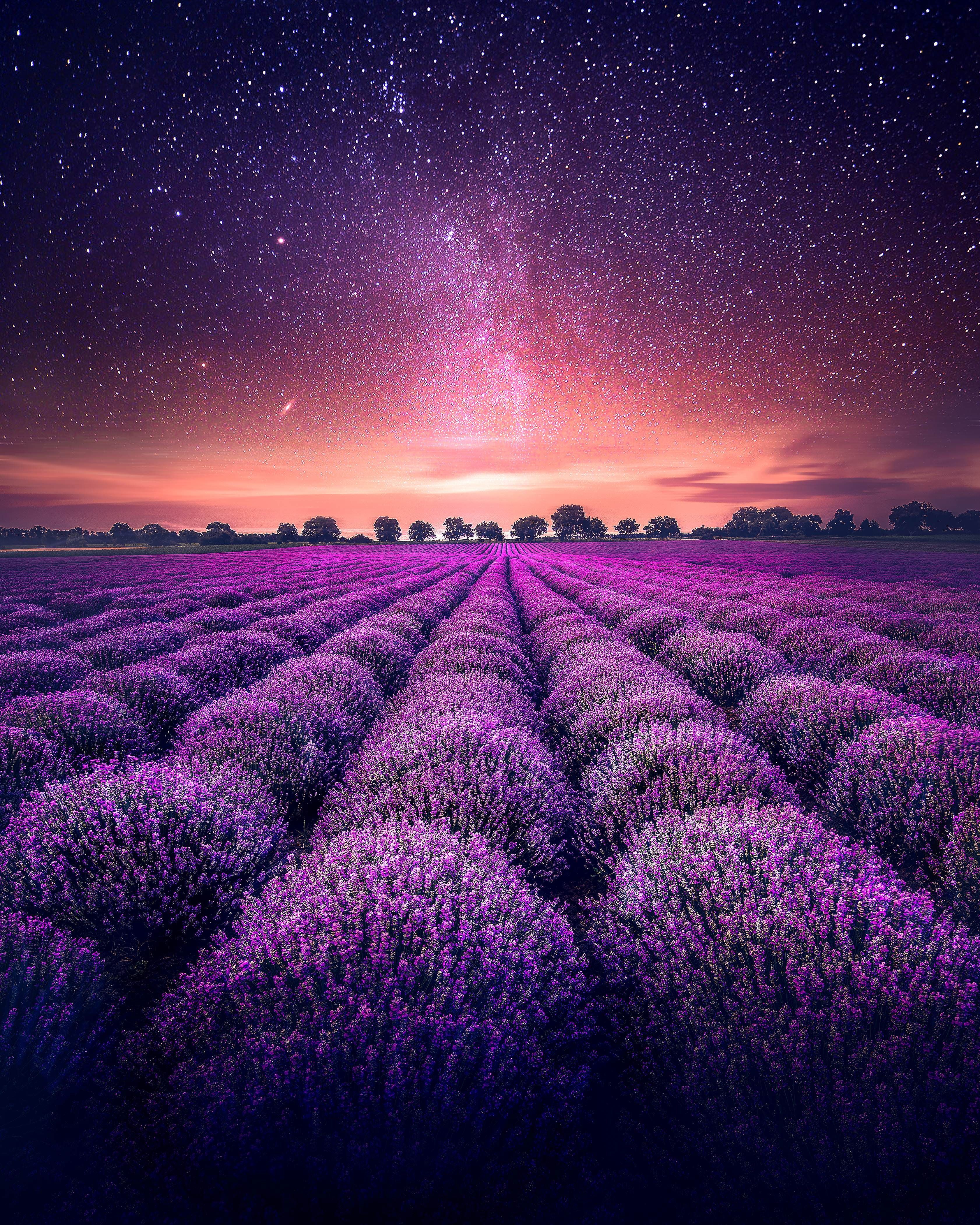 Lavender Field At Starry Night Wallpapers