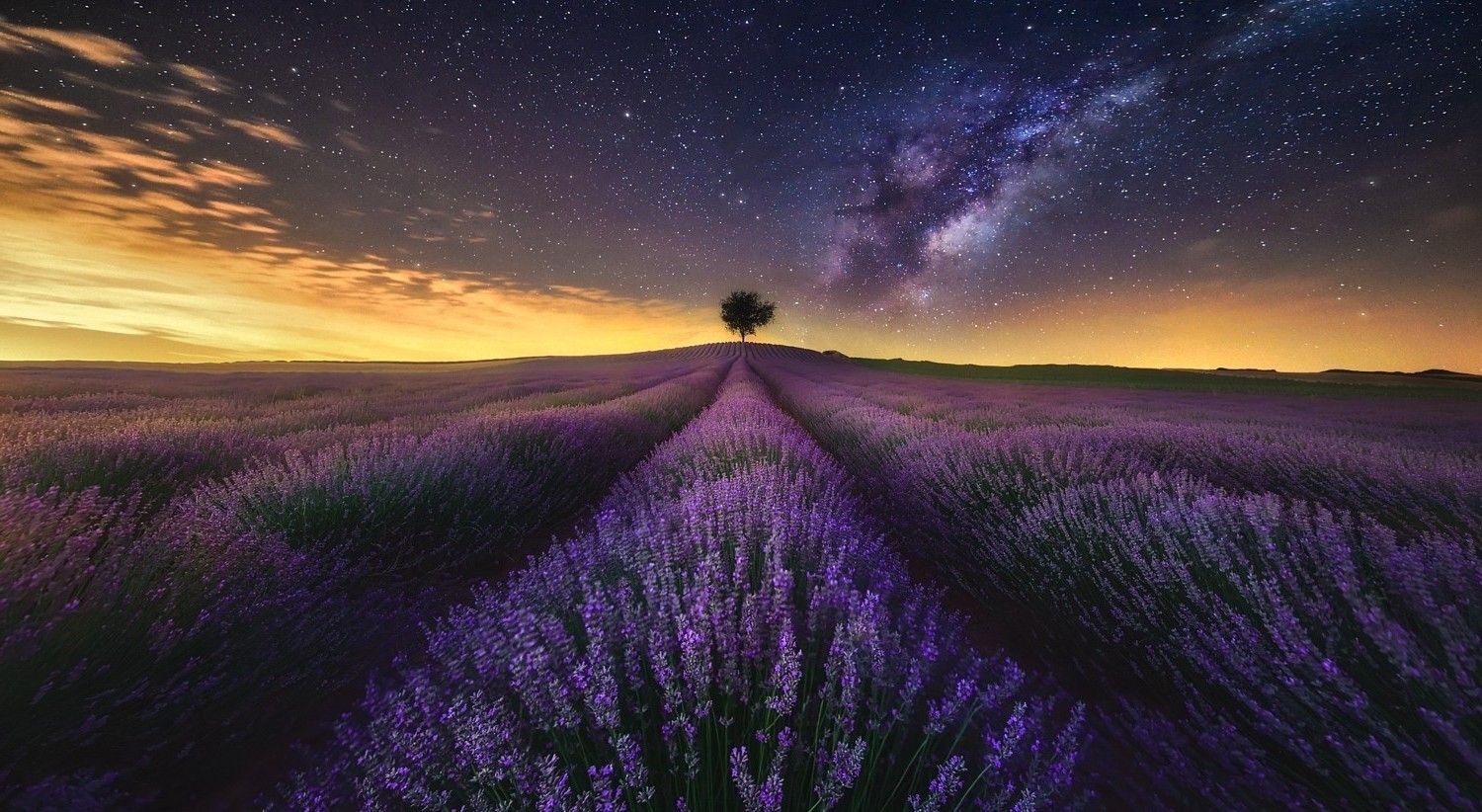 Lavender Field At Starry Night Wallpapers