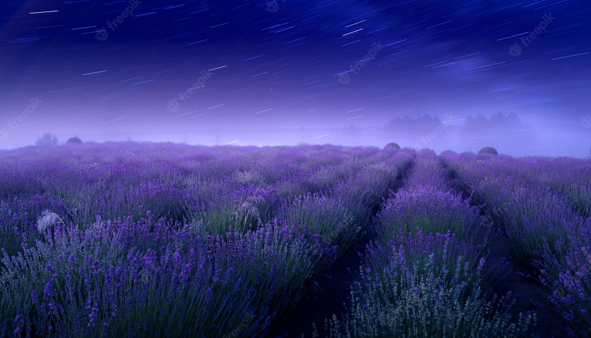 Lavender Field At Starry Night Wallpapers