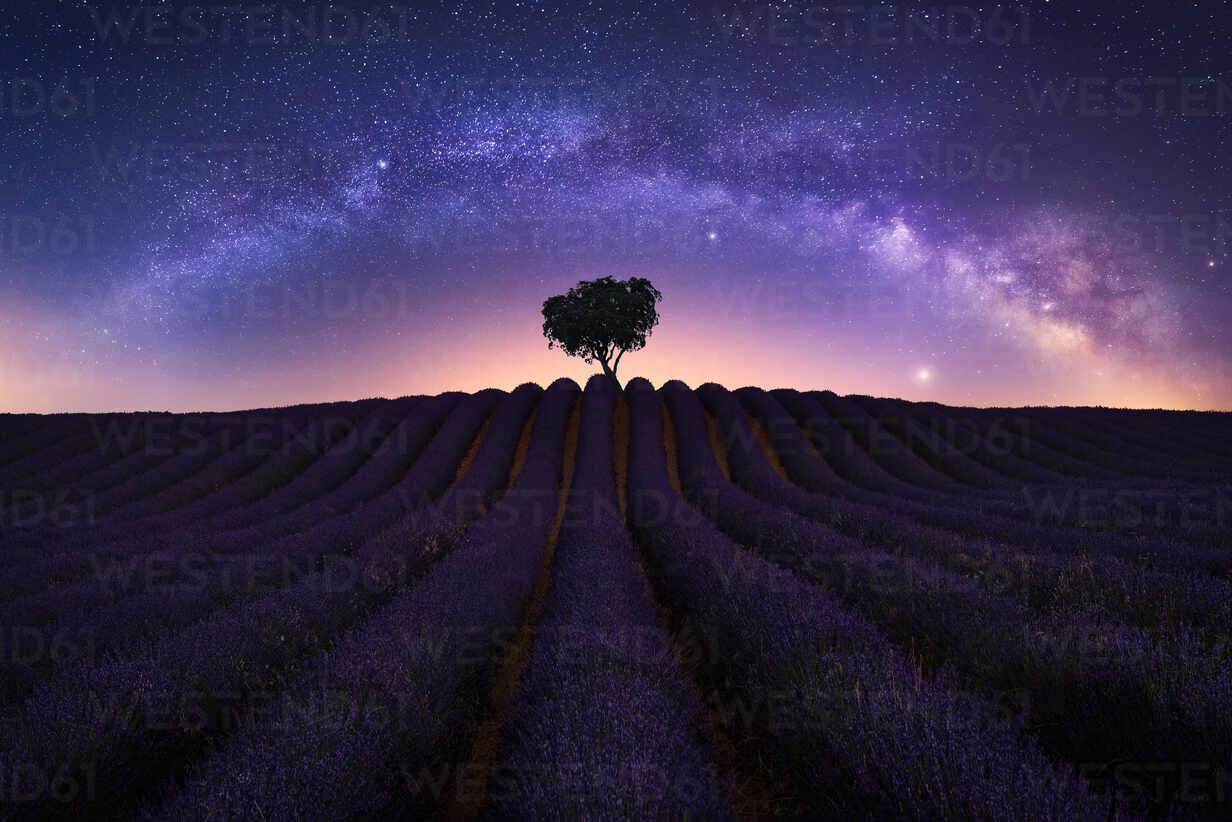 Lavender Field At Starry Night Wallpapers