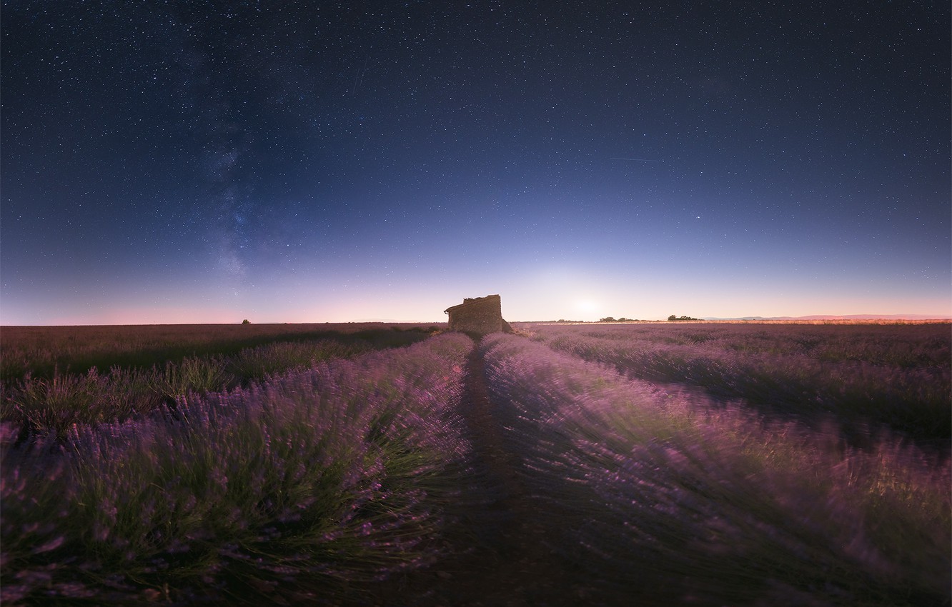 Lavender Field At Starry Night Wallpapers