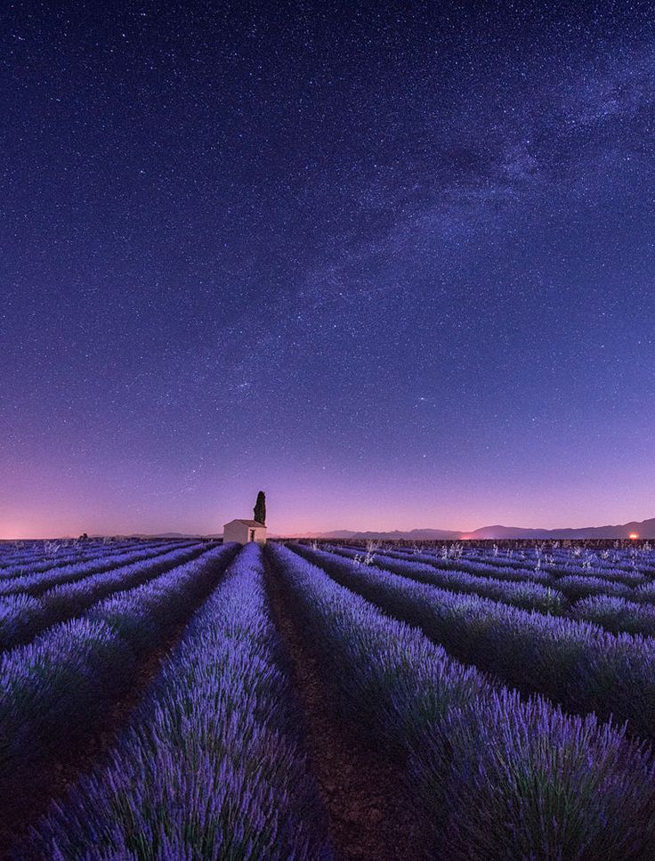 Lavender Field At Starry Night Wallpapers