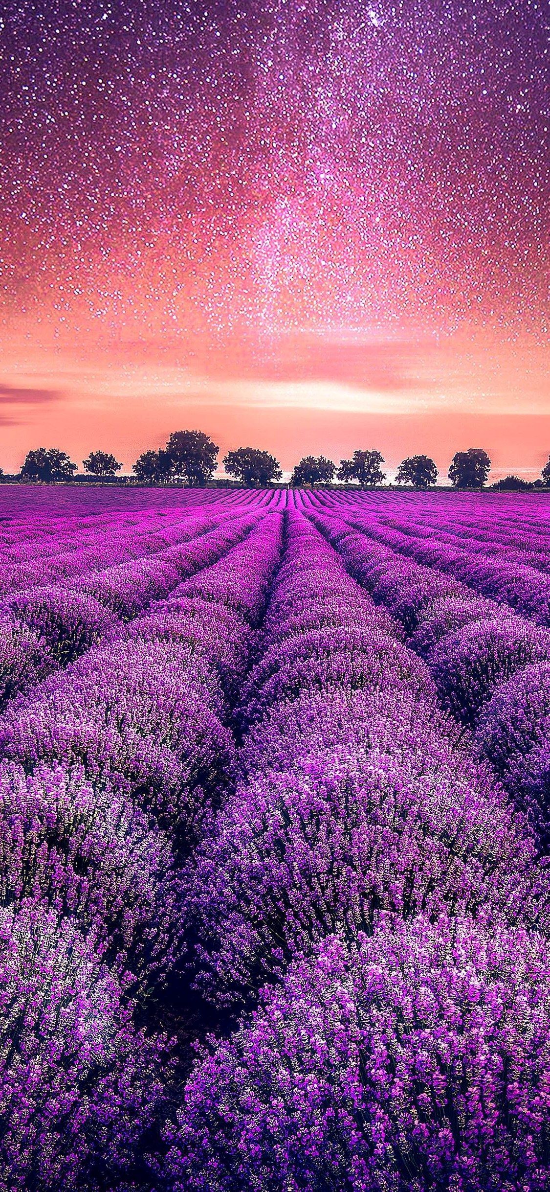 Lavender Field At Starry Night Wallpapers