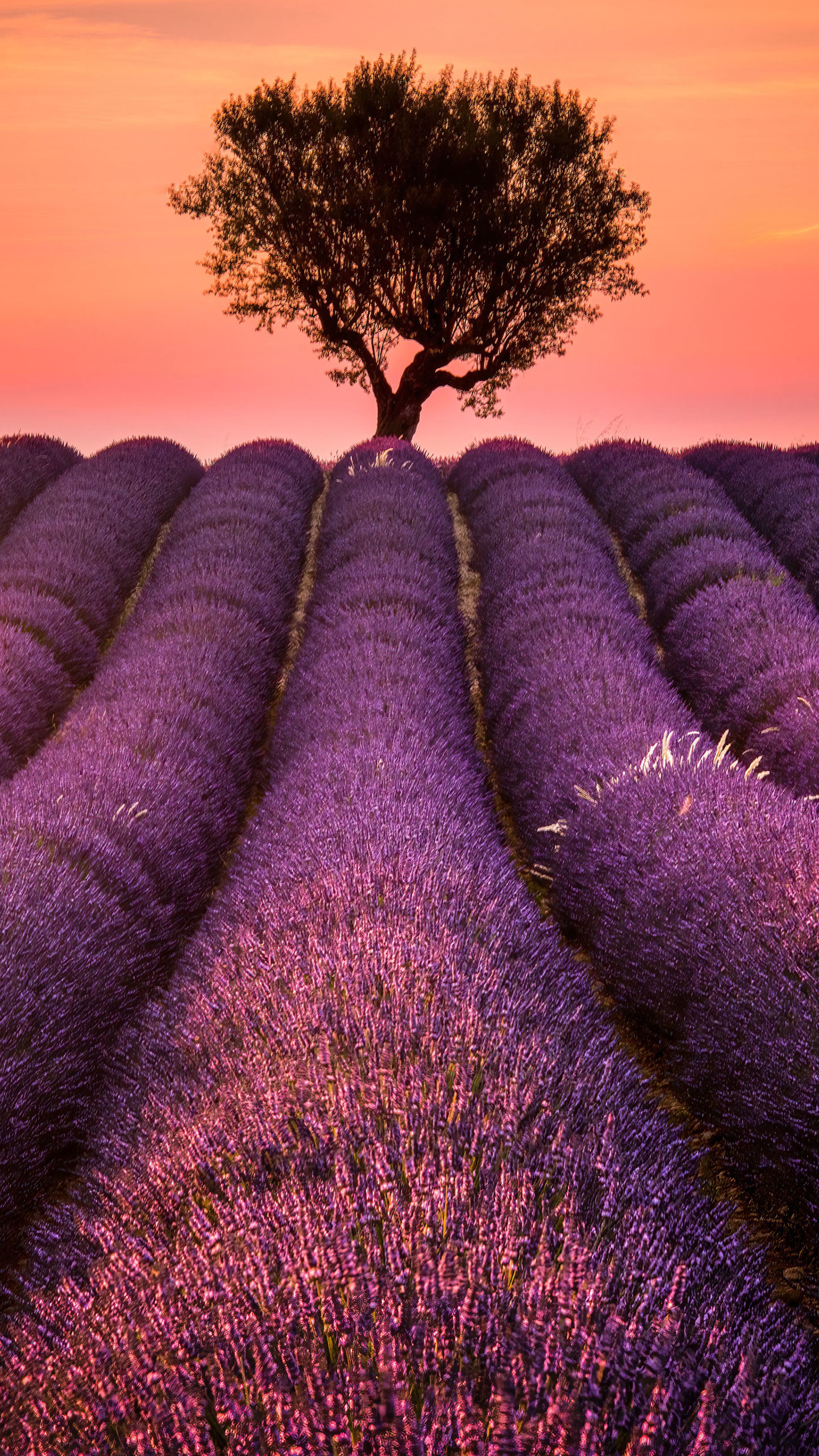 Lavender Field At Starry Night Wallpapers