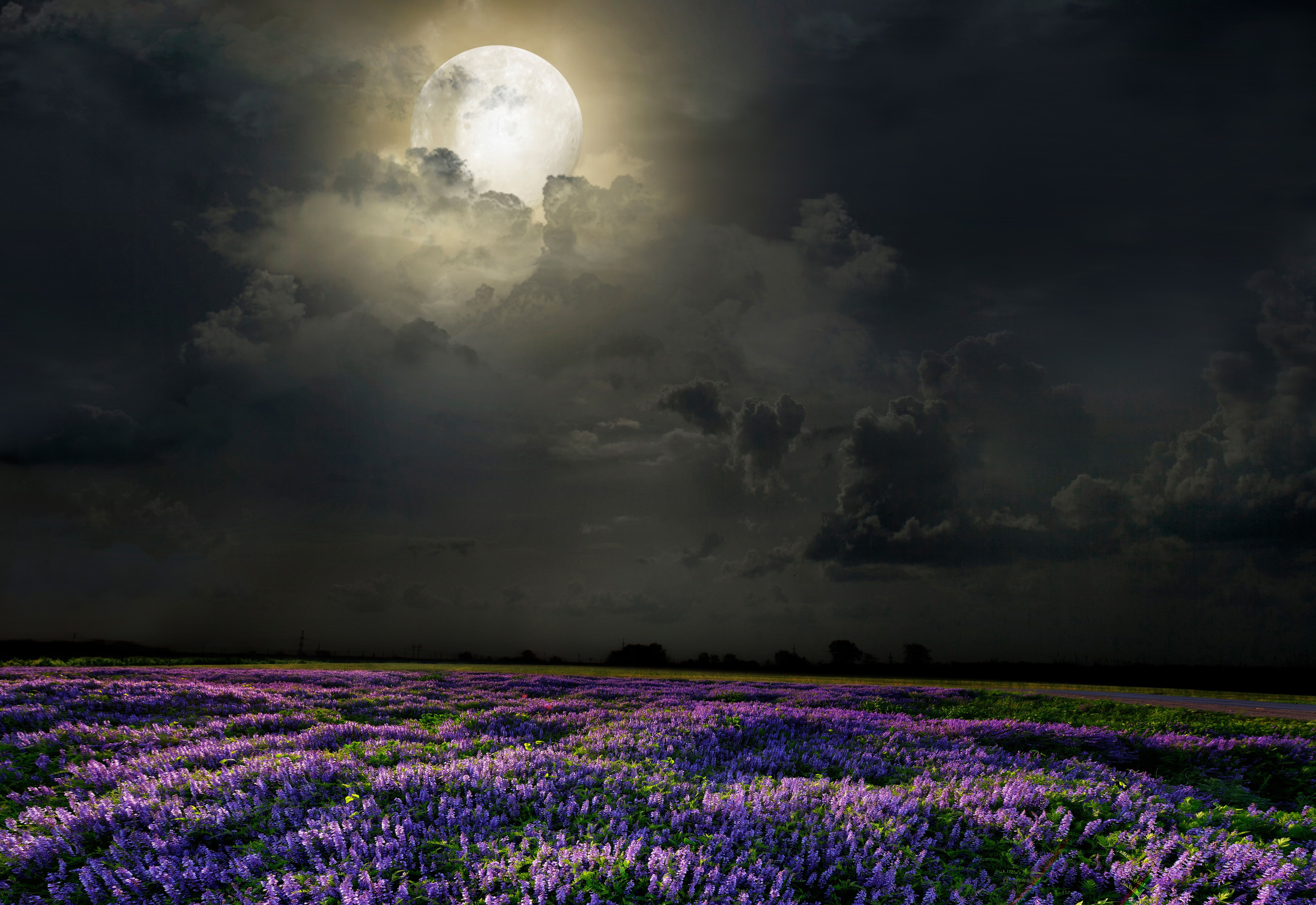 Lavender Field At Starry Night Wallpapers