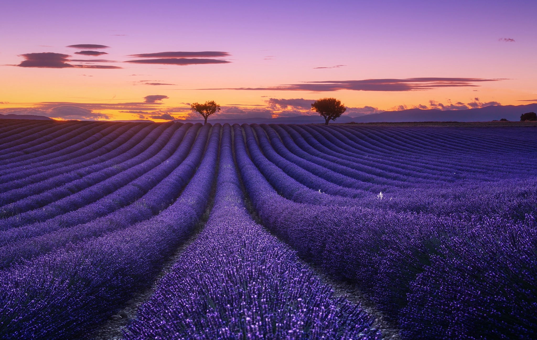 Lavender Field At Starry Night Wallpapers