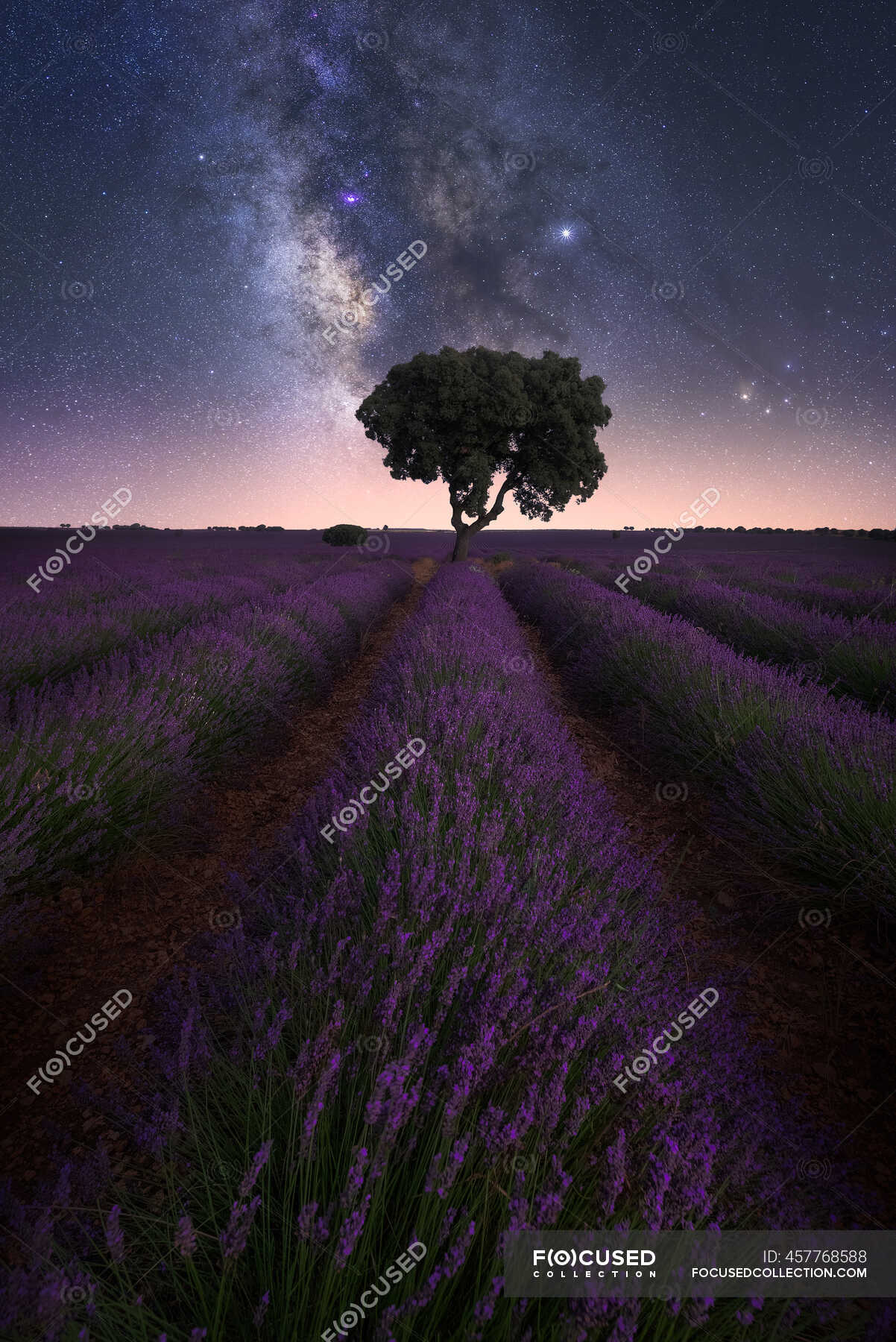 Lavender Field At Starry Night Wallpapers