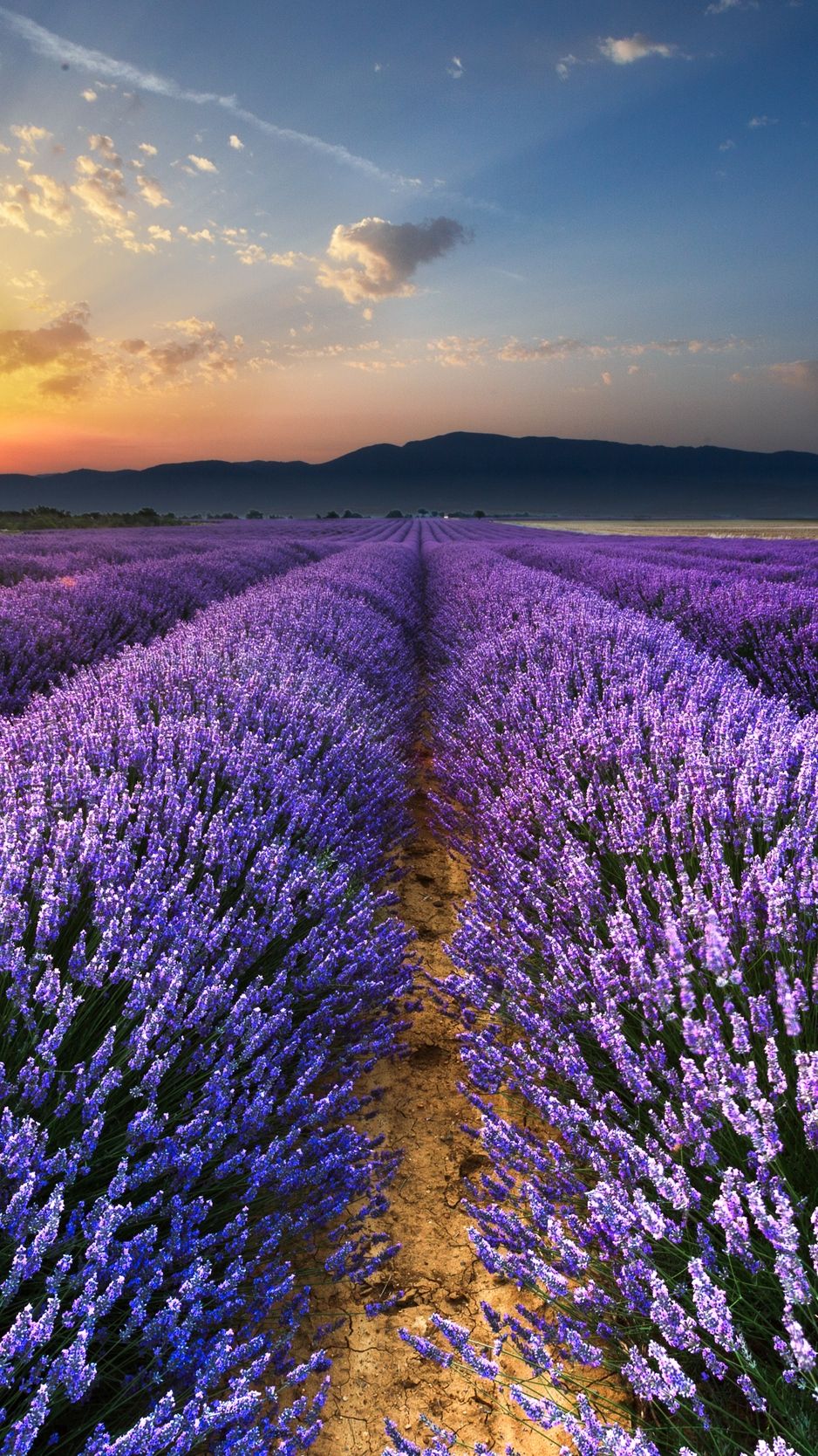 Lavender Field At Starry Night Wallpapers