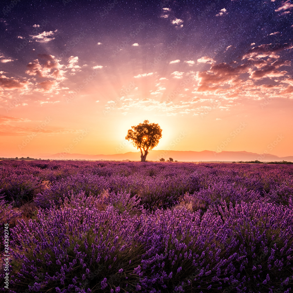 Lavender Field At Starry Night Wallpapers