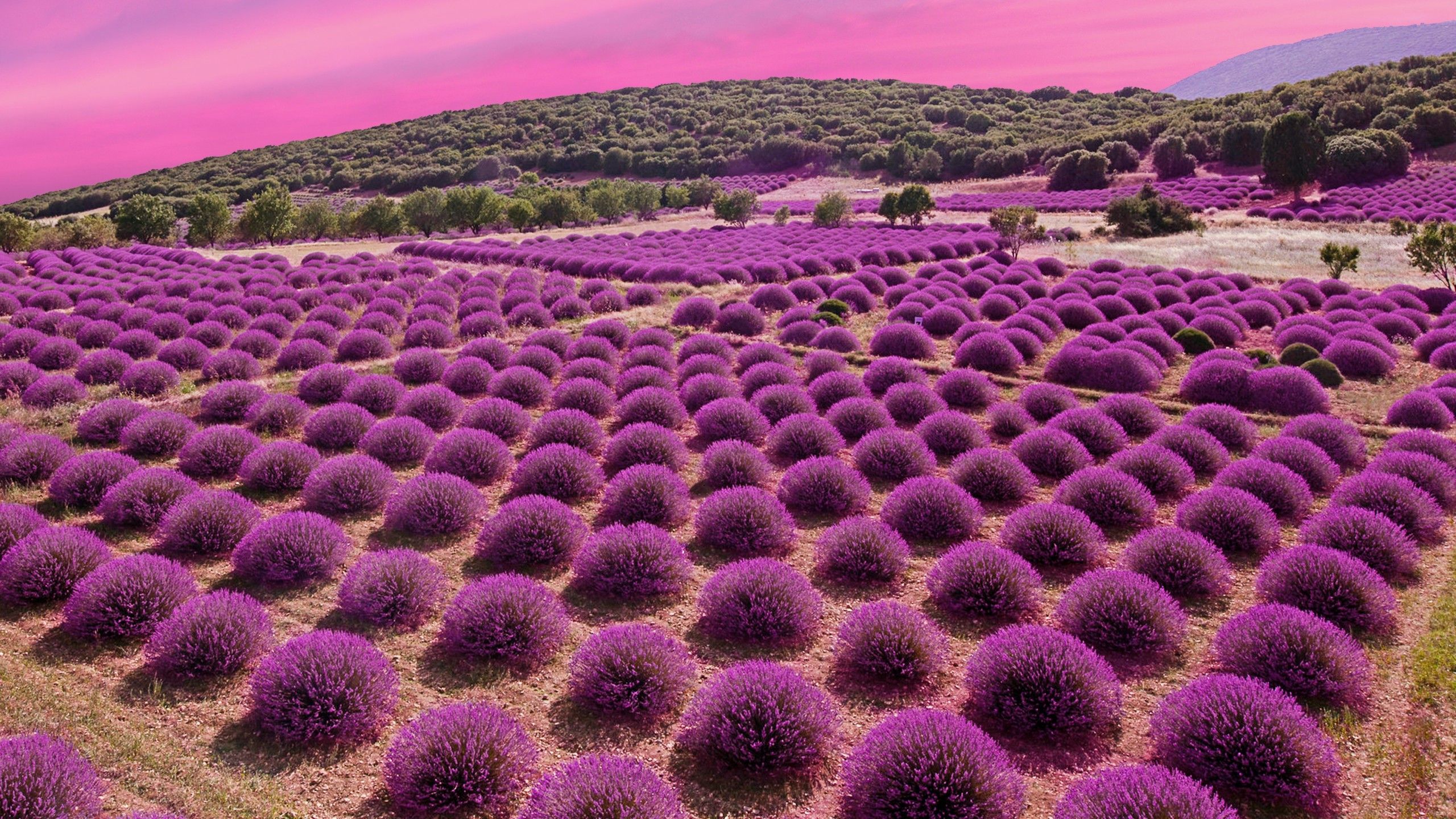 Lavender Field At Starry Night Wallpapers