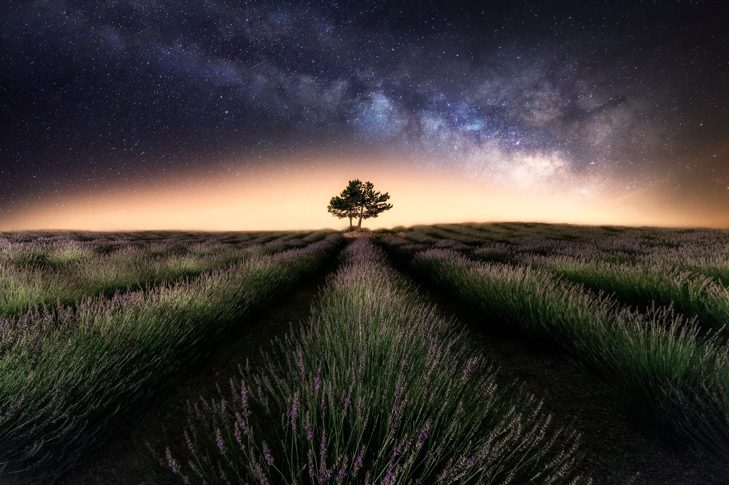 Lavender Field At Starry Night Wallpapers