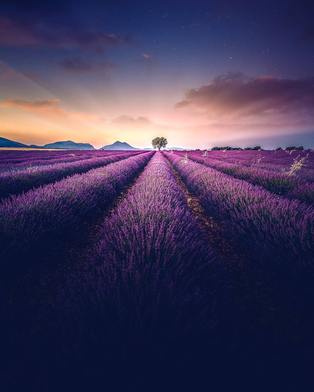 Lavender Field At Starry Night Wallpapers