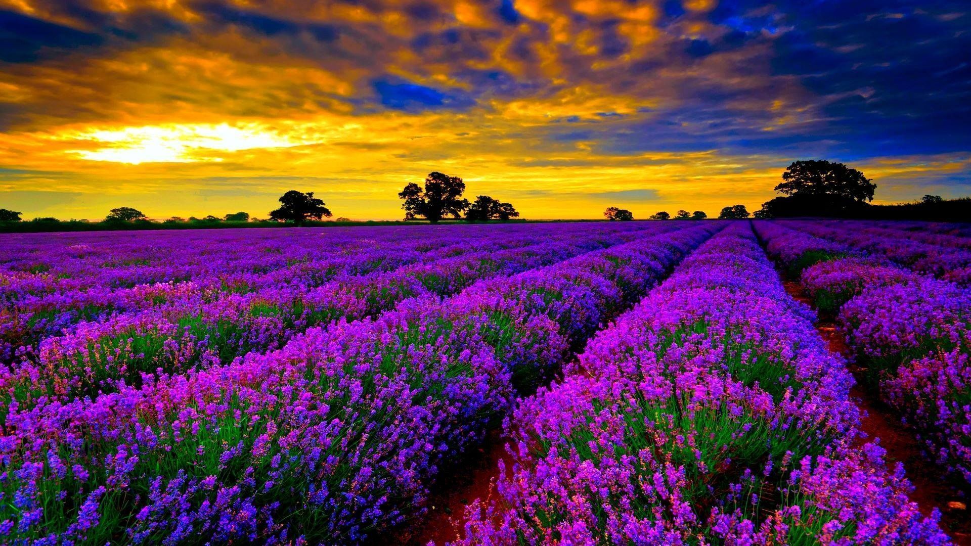 Lavender Field At Starry Night Wallpapers