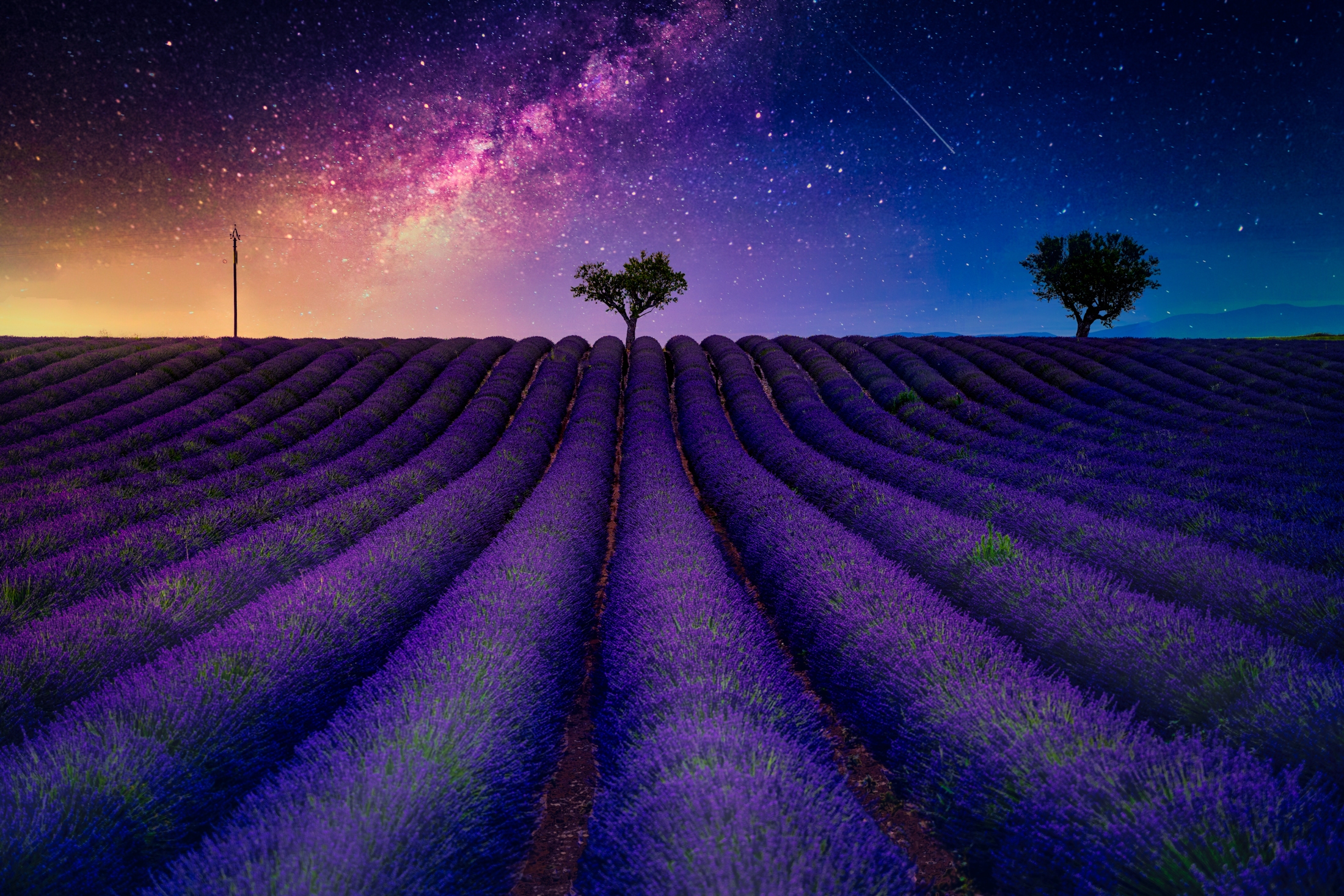 Lavender Field At Starry Night Wallpapers