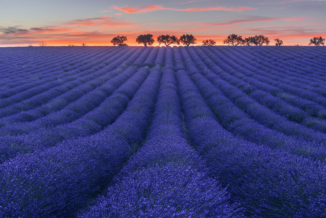 Lavender Field At Starry Night Wallpapers