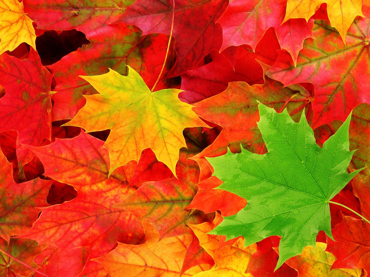 Leaf Autumn Wallpapers