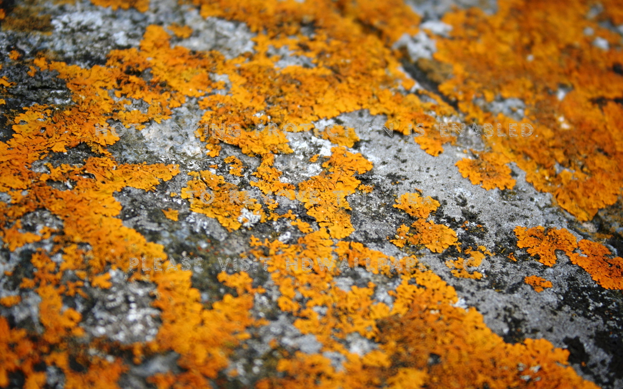 Lichen Wallpapers