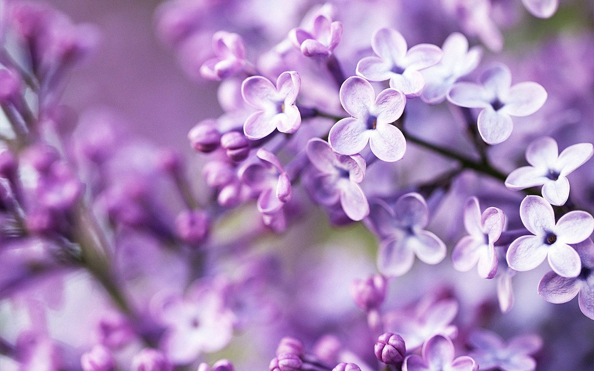 Lilac Flower Wallpapers