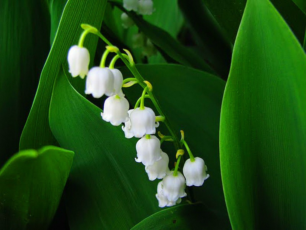 Lily Of The Valley Wallpapers