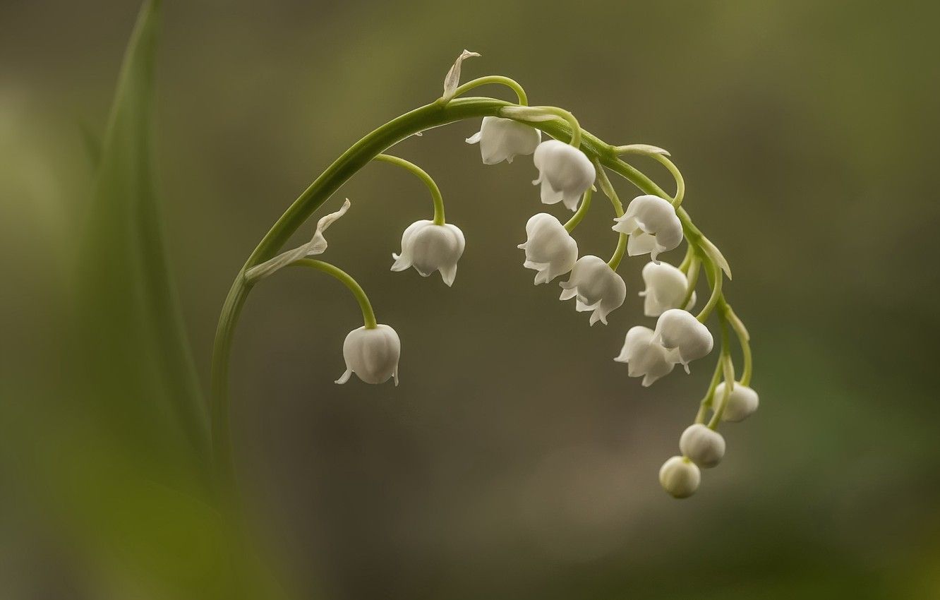 Lily Of The Valley Wallpapers