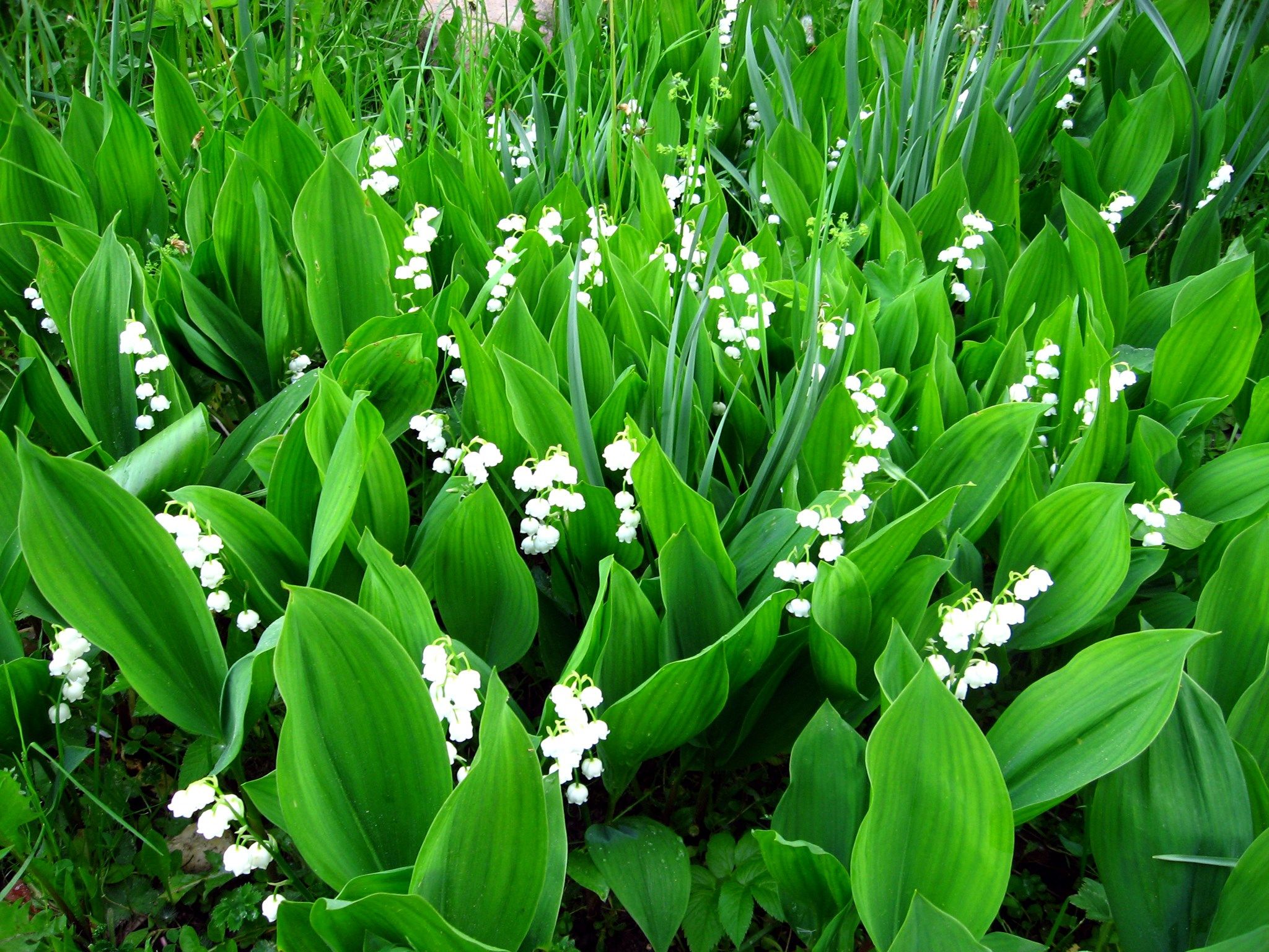 Lily Of The Valley Wallpapers